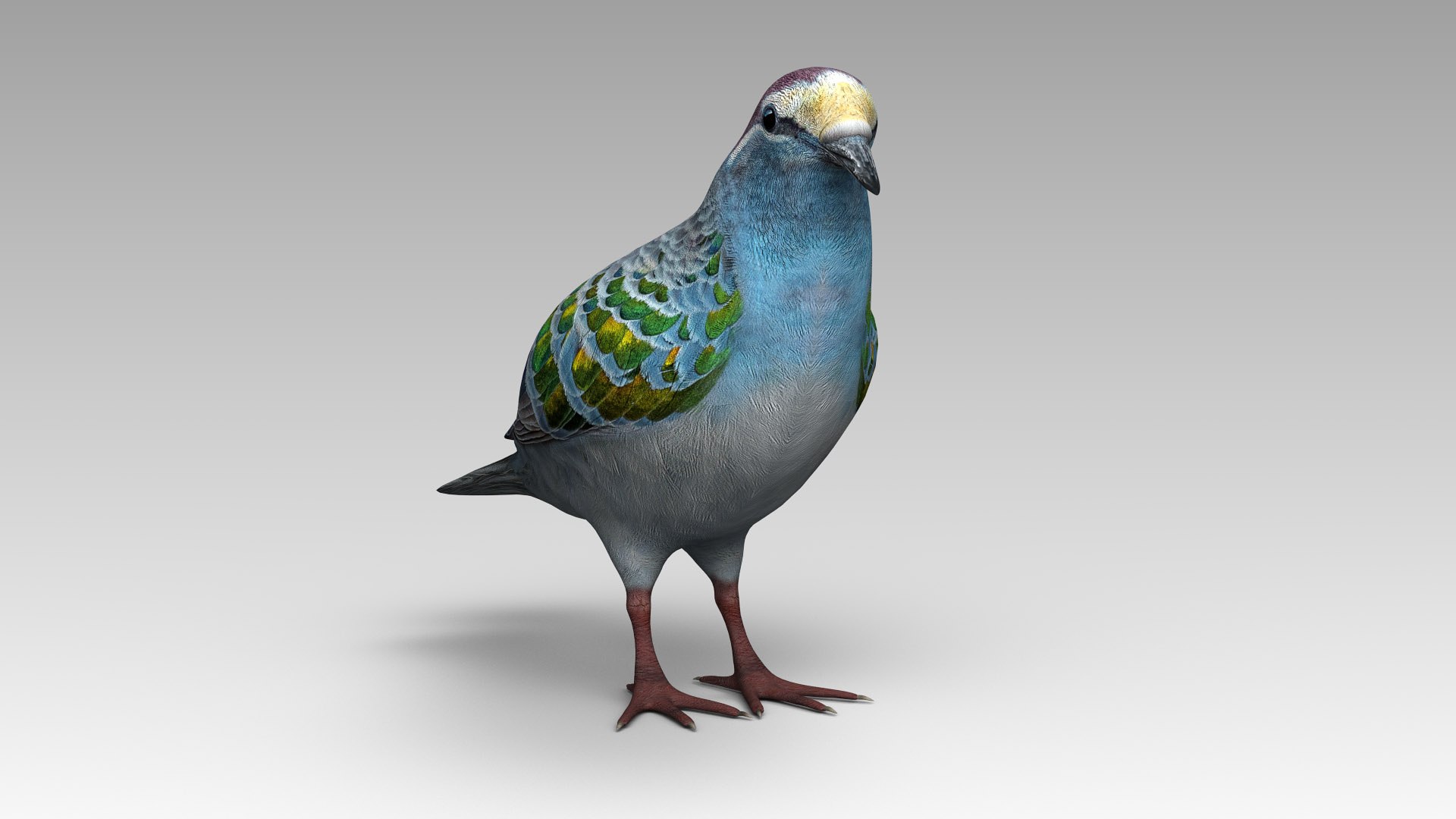 3D common bronzewing model https://p.turbosquid.com/ts-thumb/ED/hGxUwa/jY/bronzewing_04/jpg/1607785366/1920x1080/fit_q87/7e94a96eb91f6d15c8599d385cac13f15af374f6/bronzewing_04.jpg