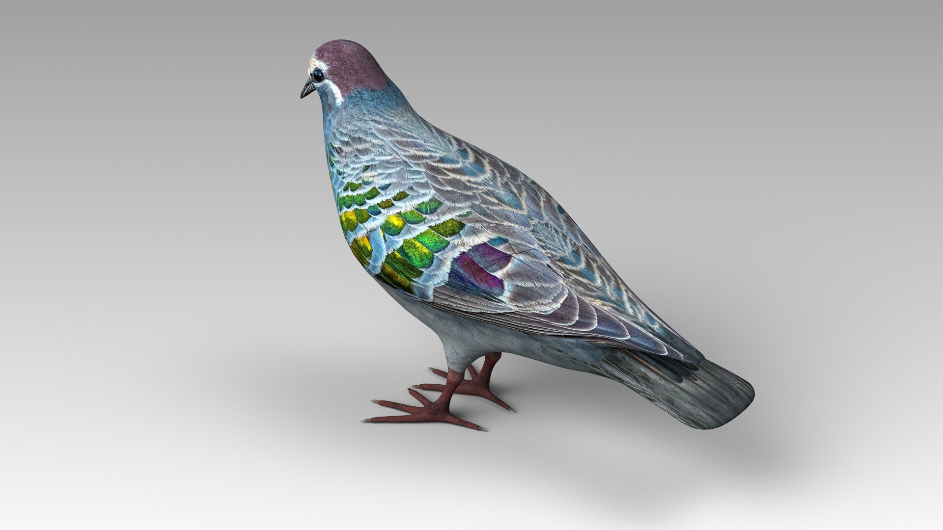 3D common bronzewing model https://p.turbosquid.com/ts-thumb/ED/hGxUwa/jg/bronzewing_03/jpg/1607785366/1920x1080/fit_q87/12d8ca1f1e0a22a4b12692314d714ed2cf2f1782/bronzewing_03.jpg
