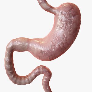Realistic Stomach Anatomy Realtime PBR