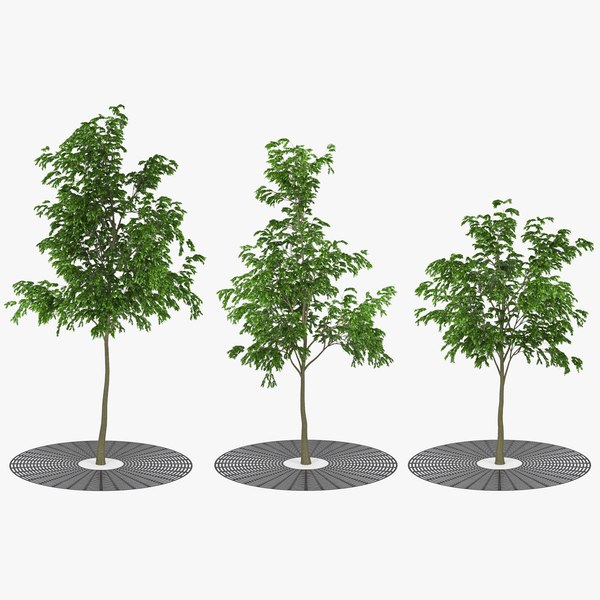 街路樹3Dモデル - TurboSquid 1372313 街路樹3Dモデル - TurboSquid 1372313