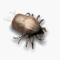 Dust Mite