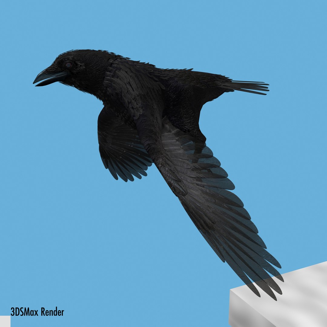 crow rigged lightwave 3d model https://p.turbosquid.com/ts-thumb/EE/3pkjLr/1D1D4VOD/crow201221/jpg/1341114060/1920x1080/fit_q87/8a264e6457ad0837b0e93f9172a29f9e6368cf2b/crow201221.jpg