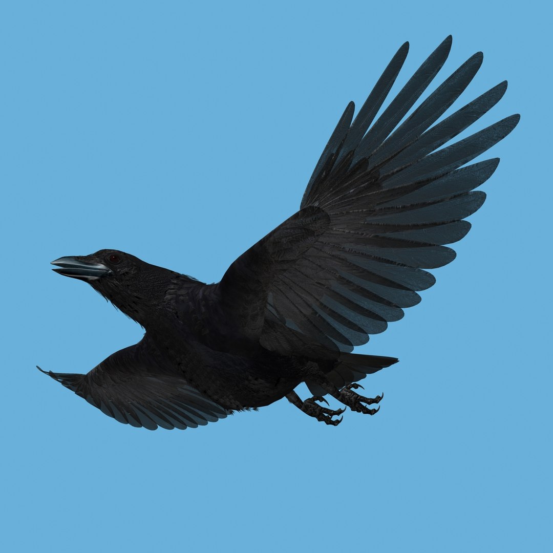 crow rigged lightwave 3d model https://p.turbosquid.com/ts-thumb/EE/3pkjLr/1YEDkuzJ/crow201206/jpg/1341114059/1920x1080/fit_q87/8beaee80bef75c8ecea62396278cf07c569f75f3/crow201206.jpg