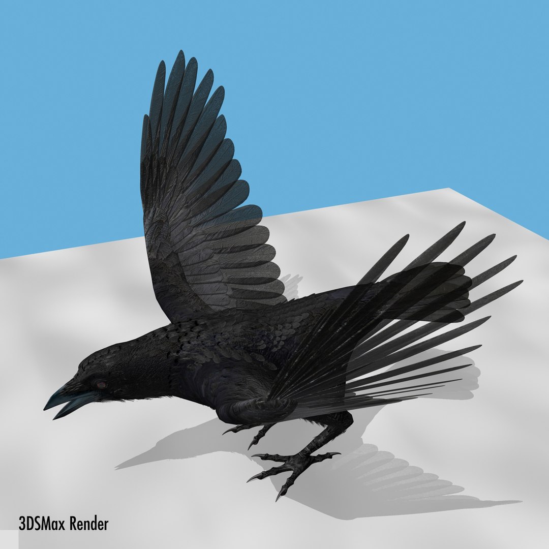 crow rigged lightwave 3d model https://p.turbosquid.com/ts-thumb/EE/3pkjLr/6MQF7o0b/crow201217/jpg/1341114060/1920x1080/fit_q87/5b57e3da99a89fac2abfdff2970bc7ade536c3ee/crow201217.jpg