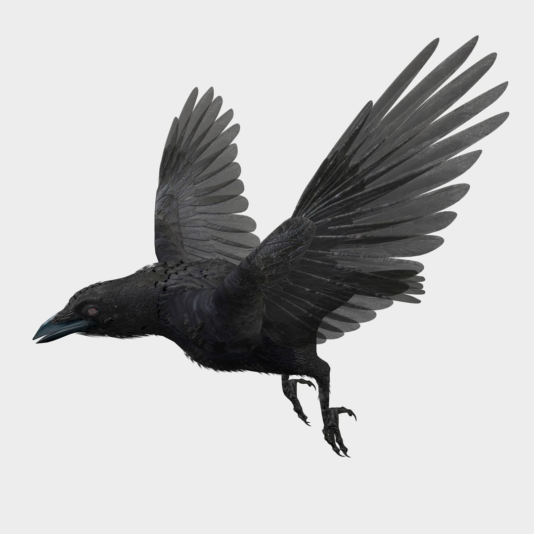 crow rigged lightwave 3d model https://p.turbosquid.com/ts-thumb/EE/3pkjLr/CsZlPyjs/crowsignature/jpg/1343921722/1920x1080/fit_q87/a57bc3452490e6bb92a97d25e559fd00dd427b55/crowsignature.jpg