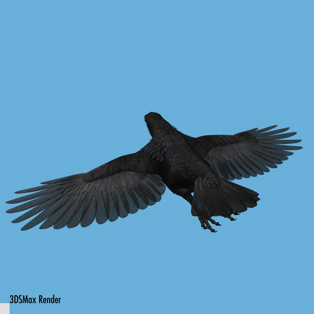 crow rigged lightwave 3d model https://p.turbosquid.com/ts-thumb/EE/3pkjLr/Q8Ngq8Z9/crow201207/jpg/1341114059/1920x1080/fit_q87/97ed2d39ad5bb89100b3df6f8695c4777252a25f/crow201207.jpg