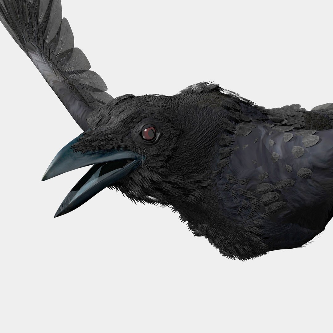 crow rigged lightwave 3d model https://p.turbosquid.com/ts-thumb/EE/3pkjLr/QnDL0TFb/lwwhite26/jpg/1326942439/1920x1080/fit_q87/0ce3e2e32b9c2fd3eb7f865ef73a83fe6178afcc/lwwhite26.jpg