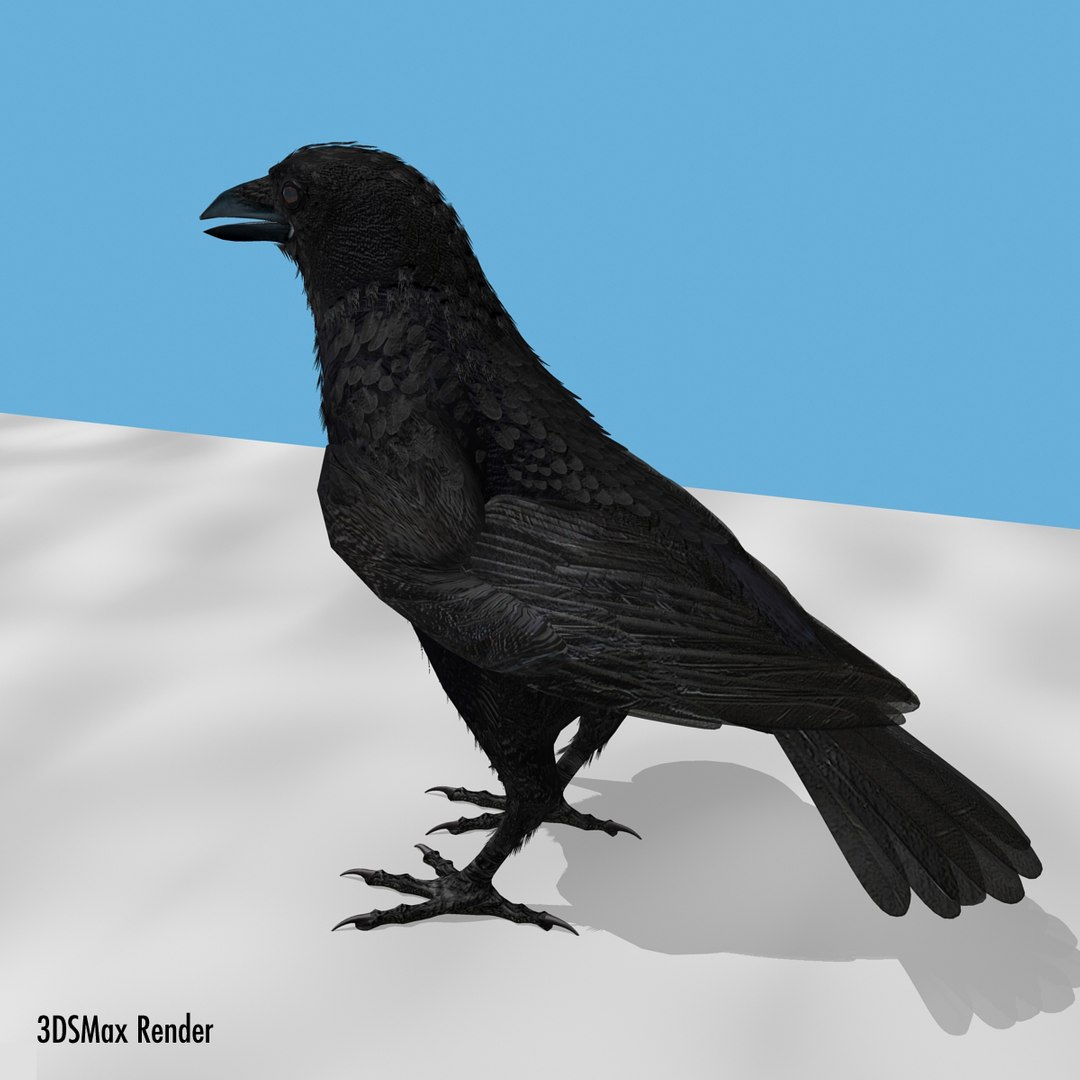 crow rigged lightwave 3d model https://p.turbosquid.com/ts-thumb/EE/3pkjLr/gkS0rIqk/crow201216/jpg/1341114060/1920x1080/fit_q87/f1e75f6d513b6fd177b6fc56b48ed36921d620ed/crow201216.jpg