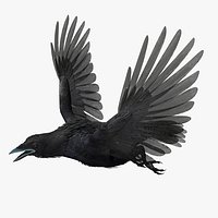 Crow