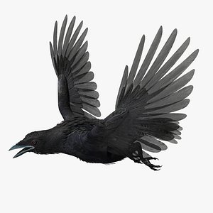 Crow