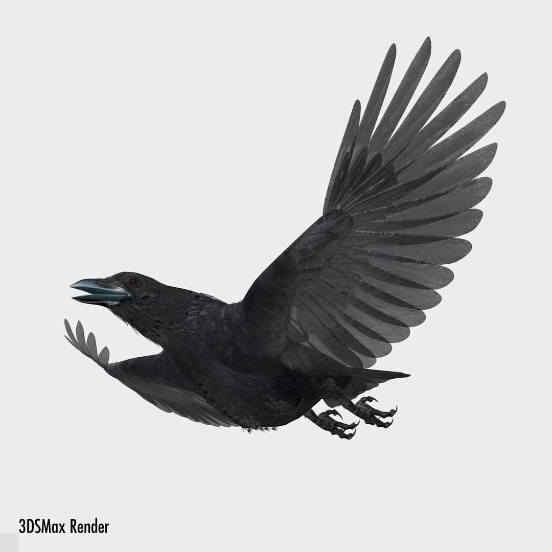 crow rigged lightwave 3d model https://p.turbosquid.com/ts-thumb/EE/3pkjLr/u467IE3I/maxwhite40/jpg/1341114060/1920x1080/fit_q87/29f0c3bec7dc450b2f6b3607a097a422c619e418/maxwhite40.jpg