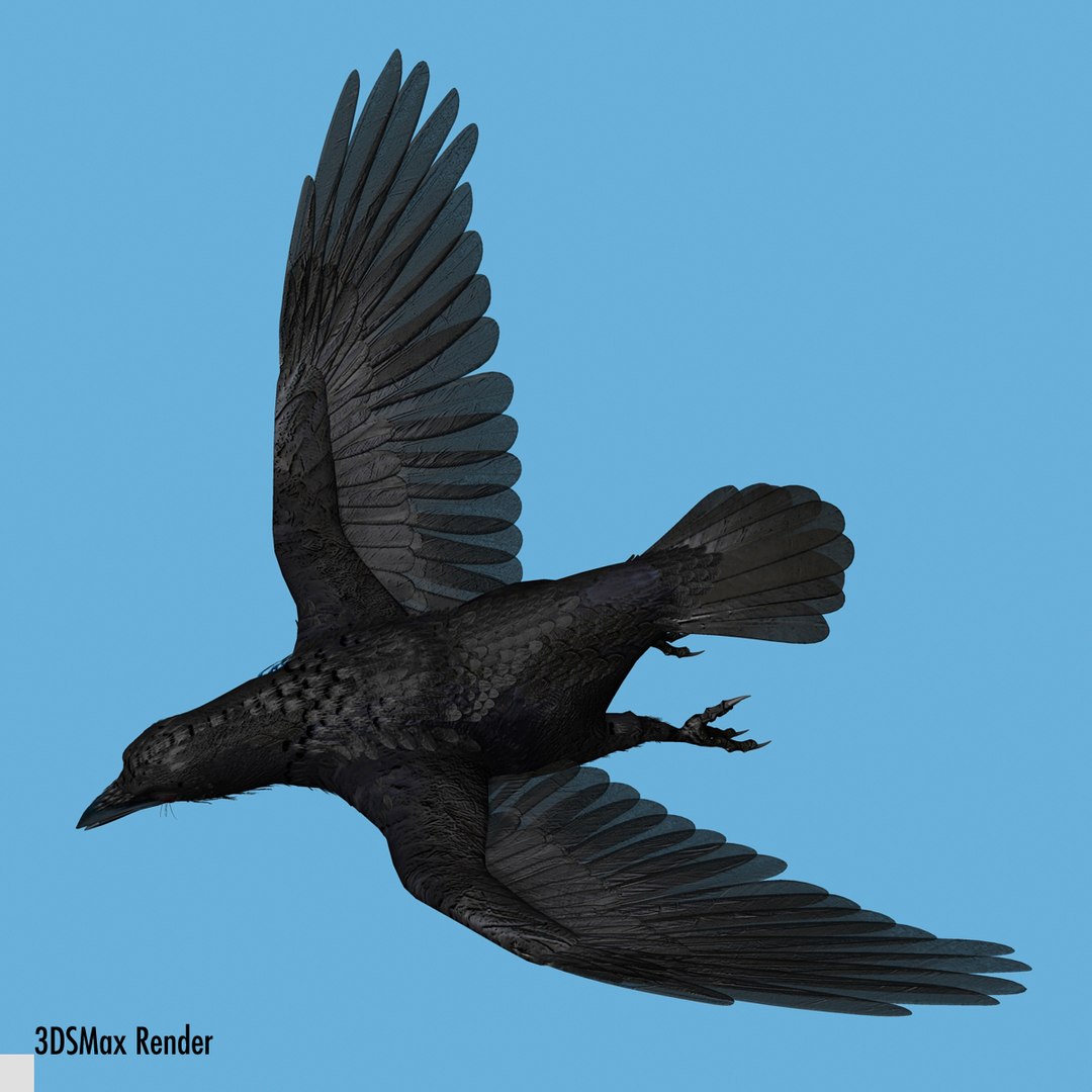 crow rigged lightwave 3d model https://p.turbosquid.com/ts-thumb/EE/3pkjLr/xIUZVorI/crow201209/jpg/1341114059/1920x1080/fit_q87/9bcc1c085c0f6241fea5b2ddc2e288ef93bb3585/crow201209.jpg