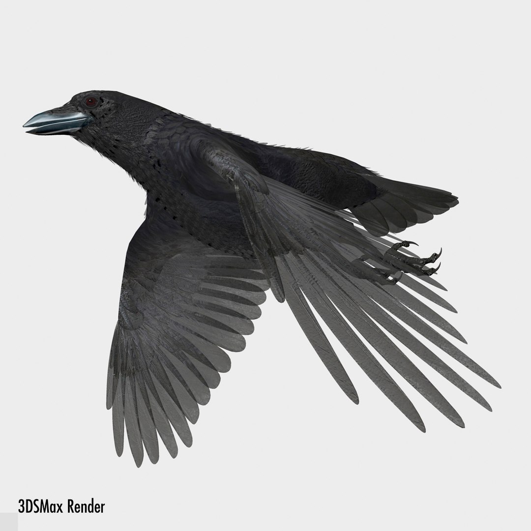 crow rigged lightwave 3d model https://p.turbosquid.com/ts-thumb/EE/3pkjLr/y4cCUkRO/maxwhite75/jpg/1341114060/1920x1080/fit_q87/df72b863378c8b0dbcf40a64a23f293f72105a3b/maxwhite75.jpg