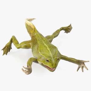 Tadpole with Four Legs