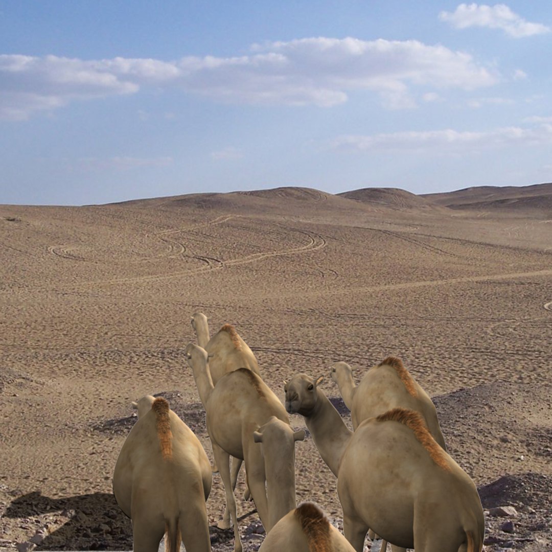 maya camels https://p.turbosquid.com/ts-thumb/EF/8UiviA/mPlkVEvr/render2/jpg/1168440828/1920x1080/fit_q87/6b5d61d1a7810e20aea79feca7b847bd1754e00f/render2.jpg