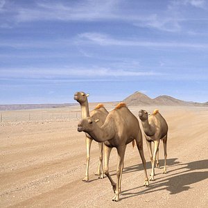 maya camels
