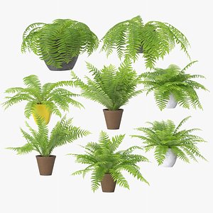 Ferns in Pot