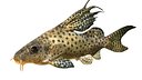 Synodontis Eupterus fish