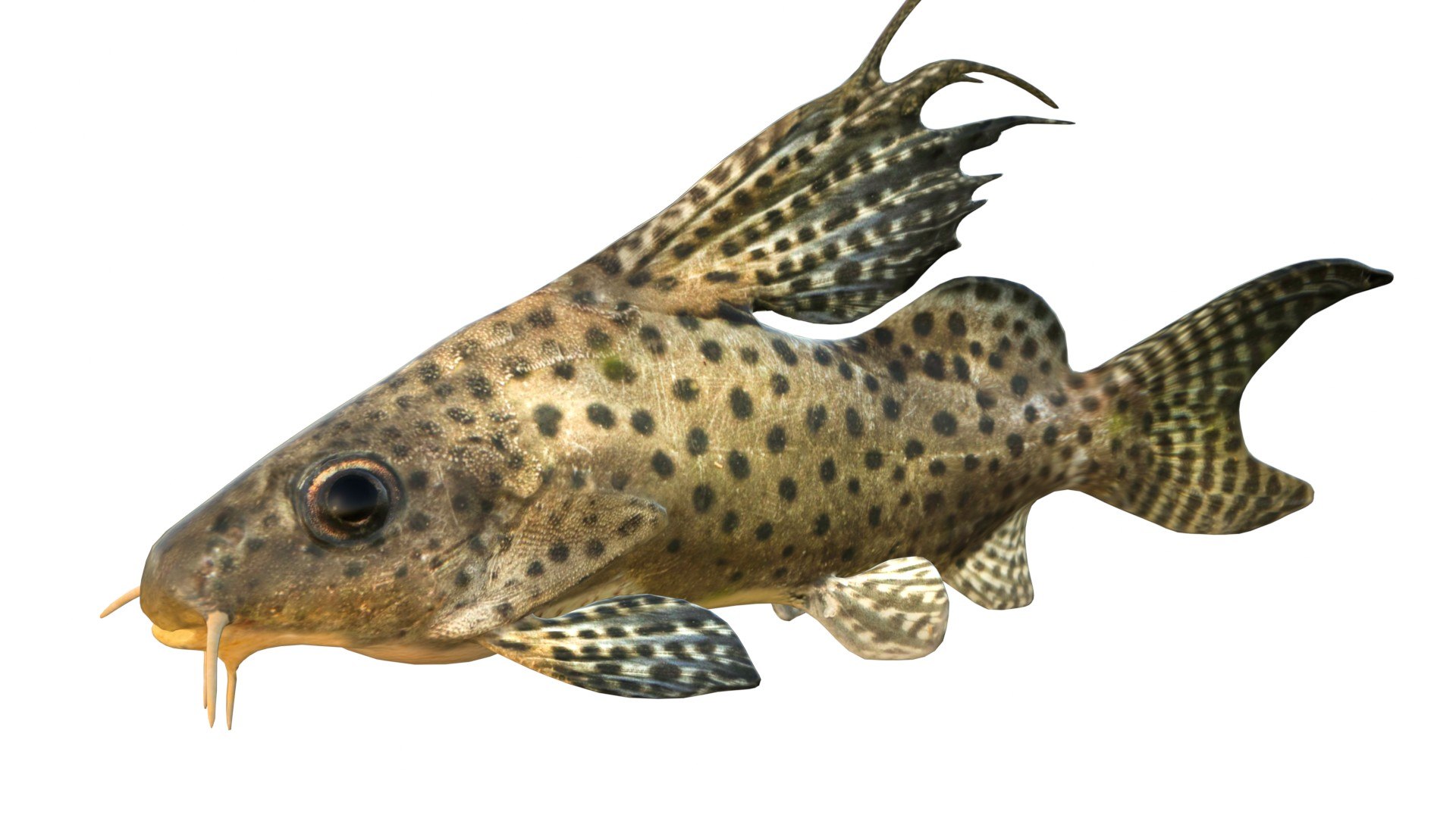 3D 50 Fish Sea Creatures Collection https://p.turbosquid.com/ts-thumb/EF/BkWZy5/pI/1/jpg/1768045271/1920x1080/fit_q87/bc2fea8d078bb134a387253380f6c4da4e490cee/1.jpg