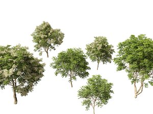 3D Fraxinus griffithii - Griffiths Ash