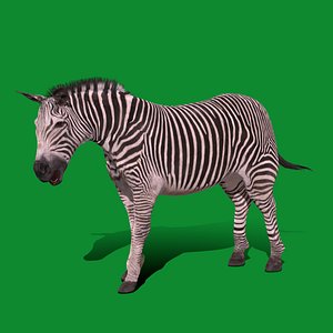 Imperial Zebra 3D
