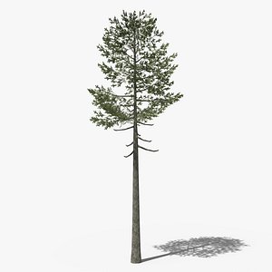 Lowpoly Pine v7 3D model