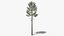 Lowpoly Pine v7 3D model