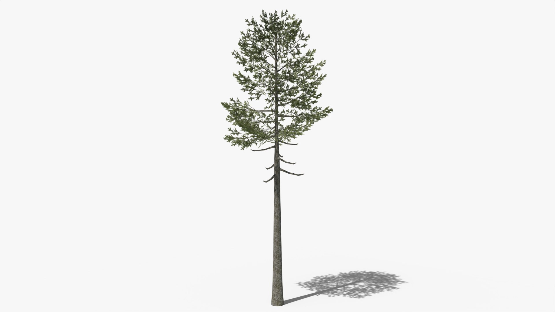 Lowpoly Pine v7 3D model https://p.turbosquid.com/ts-thumb/EF/OpjQlI/tW/01/png/1690804582/1920x1080/fit_q87/bd00ec2f1fef541a8724b4480d5db85aa0b62eb2/01.jpg