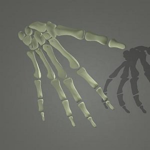 maya human skeleton hand bones