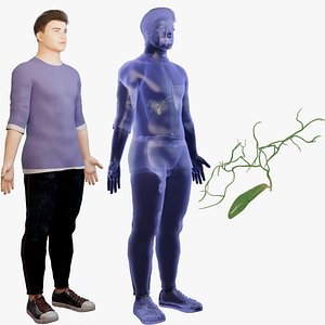 Gallbladder  Human organ 3D model