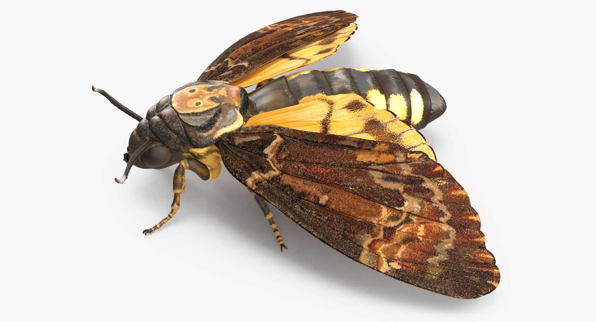 Deaths Head Hawkmoth 3D model preview