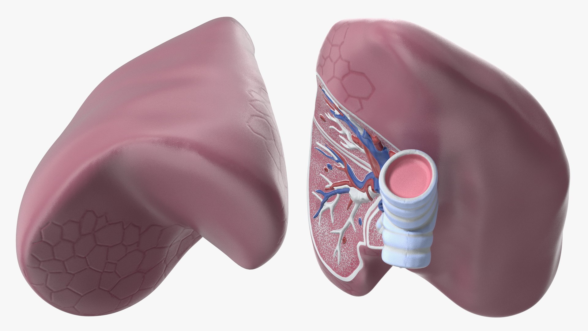 Human Lung Anatomy Plastic Model Model - TurboSquid 2389981