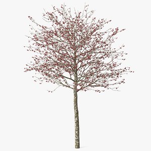 Winter Cockpur Hawthorn Small with Berries 3D model