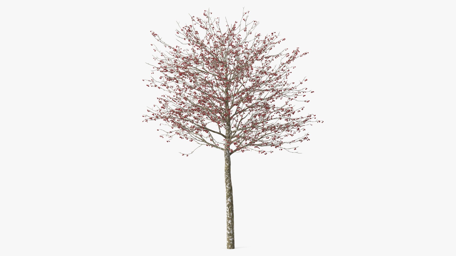 Winter Cockpur Hawthorn Small with Berries 3D model preview