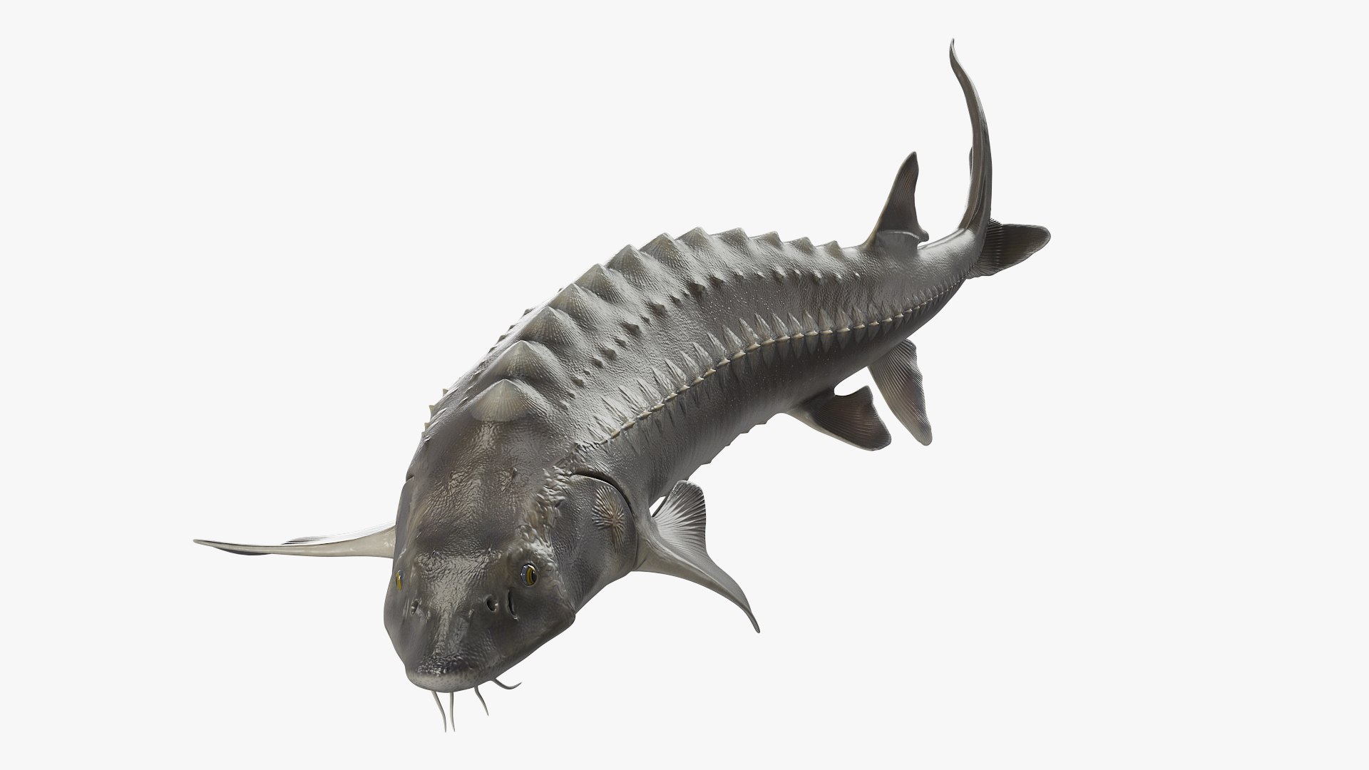 Freshwater Fish Collection 3D https://p.turbosquid.com/ts-thumb/EF/k7Tmnt/tK/white_sturgeon_swimming_pose_002/jpg/1756120597/1920x1080/fit_q87/0722ce1a051286bf2972b1e9087ec34e6540766d/white_sturgeon_swimming_pose_002.jpg