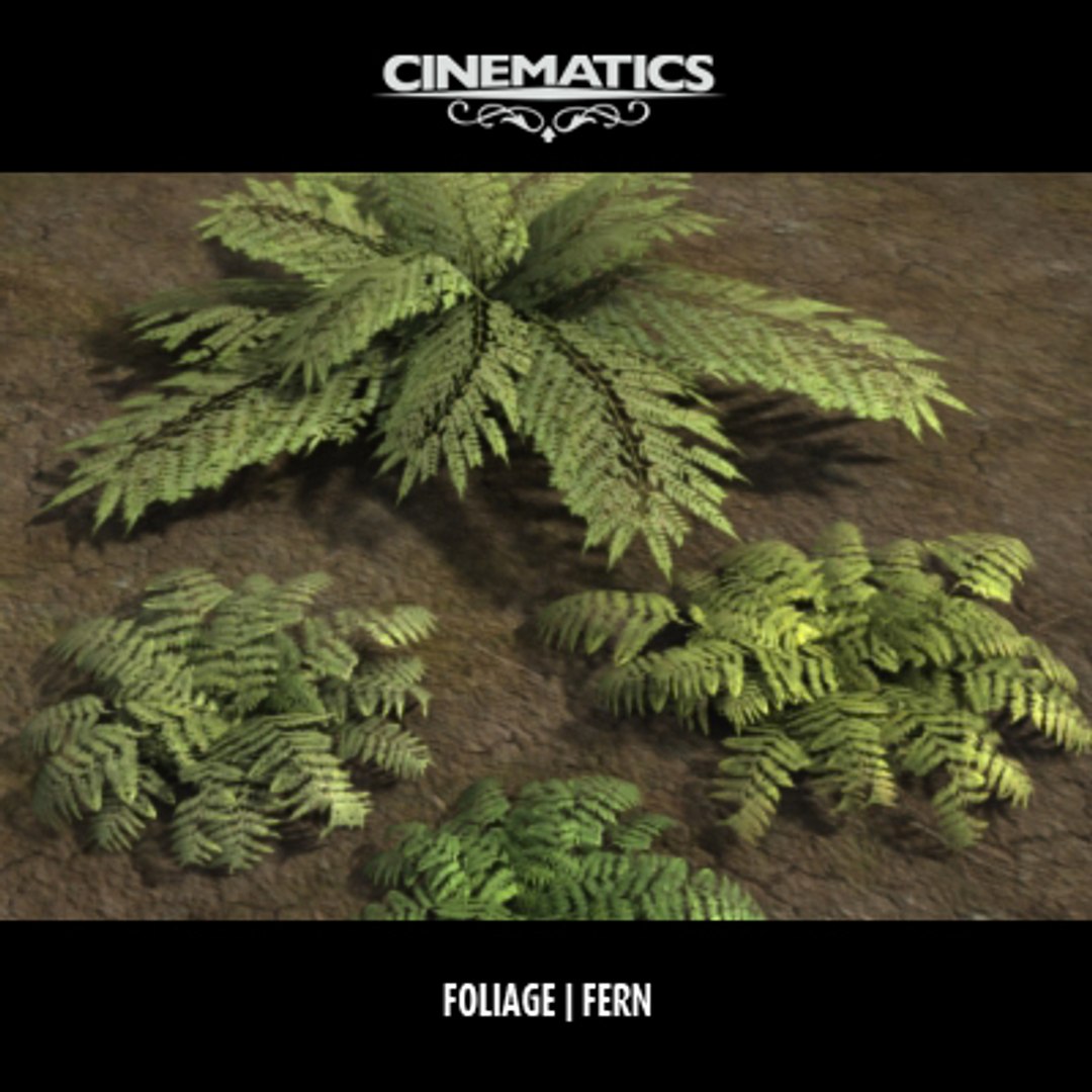 max fern