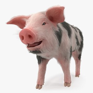3D model pig piglet pietrain walking
