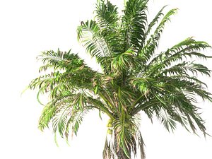 3D coconut palm hd