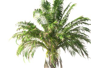 Coconut Palm Animated HD