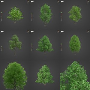 2021 PBR Grey Alder Collection - Alnus Incana