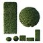 Завод по производству сферических коробок HQ Dwarf Yaupon Holly