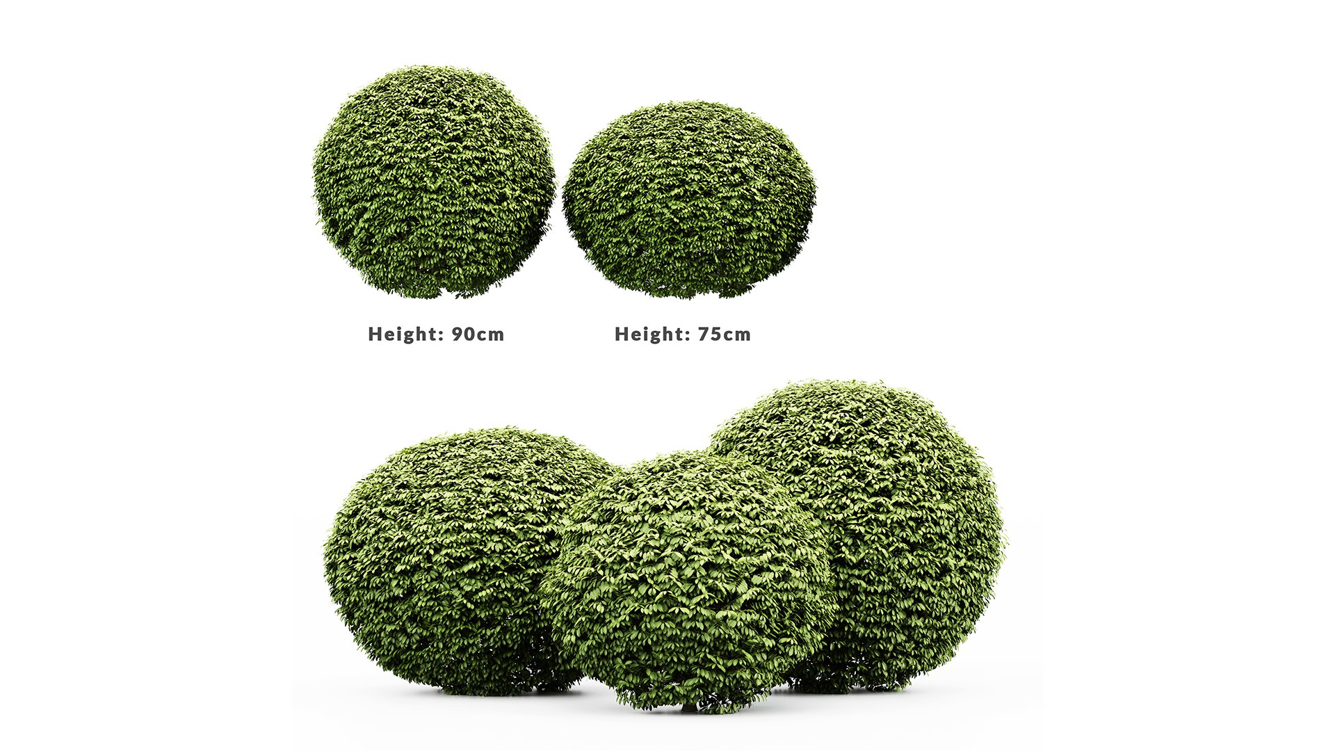 HQ Dwarf Yaupon Holly Spherical Box Plant 3D model https://p.turbosquid.com/ts-thumb/EG/8lPoyX/Rs/z03/png/1698152845/1920x1080/fit_q87/abeca451f80e203828025802b4888607cb0b2c09/z03.jpg