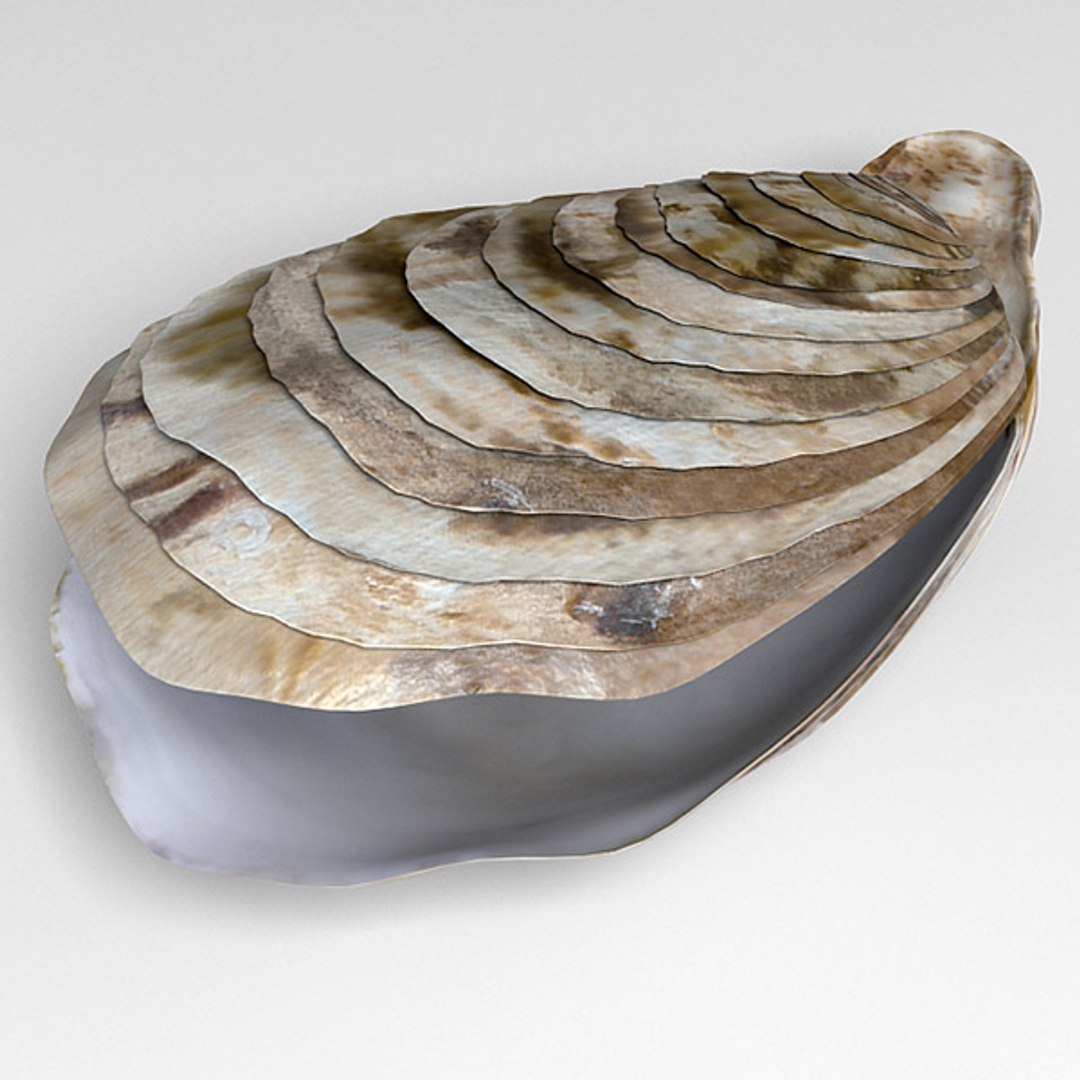 oyster seashell max https://p.turbosquid.com/ts-thumb/EG/MDwa2s/dqKYlcvc/oyster_06/jpg/1288804156/1920x1080/fit_q87/1100610d64bcf070eec74b1cef0cd9074298c995/oyster_06.jpg