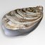 Oyster Muschel