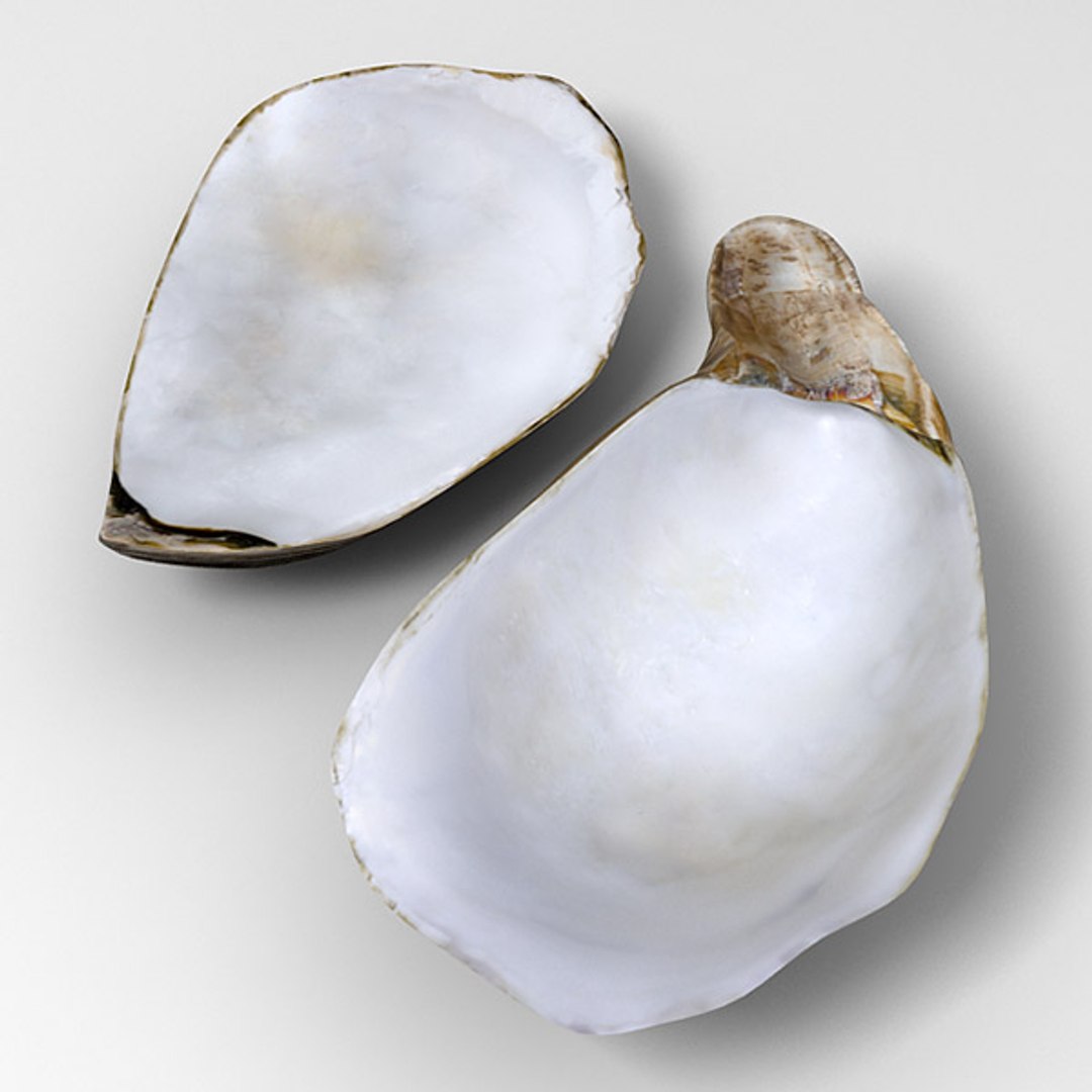 Oyster Seashell Max