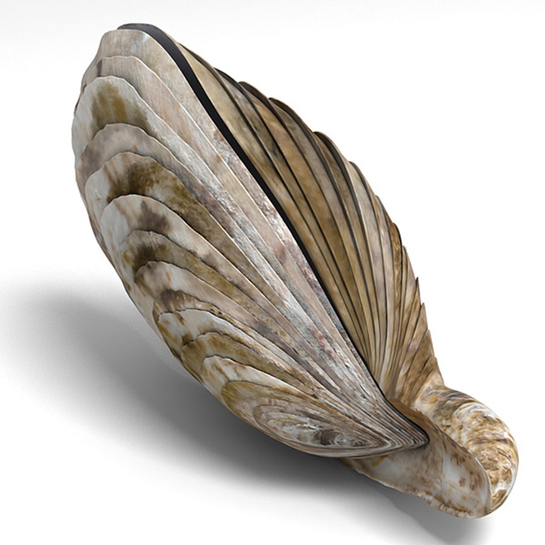 oyster seashell max https://p.turbosquid.com/ts-thumb/EG/MDwa2s/pNjEfXFT/oyster_04/jpg/1288804156/1920x1080/fit_q87/7812cc93adc71fb35acf5bdc3350f78c0ce8135e/oyster_04.jpg