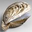 Oyster Muschel