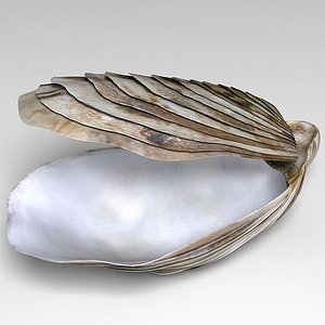 Oyster seashell