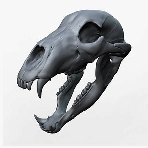 Bear skull 3D model
