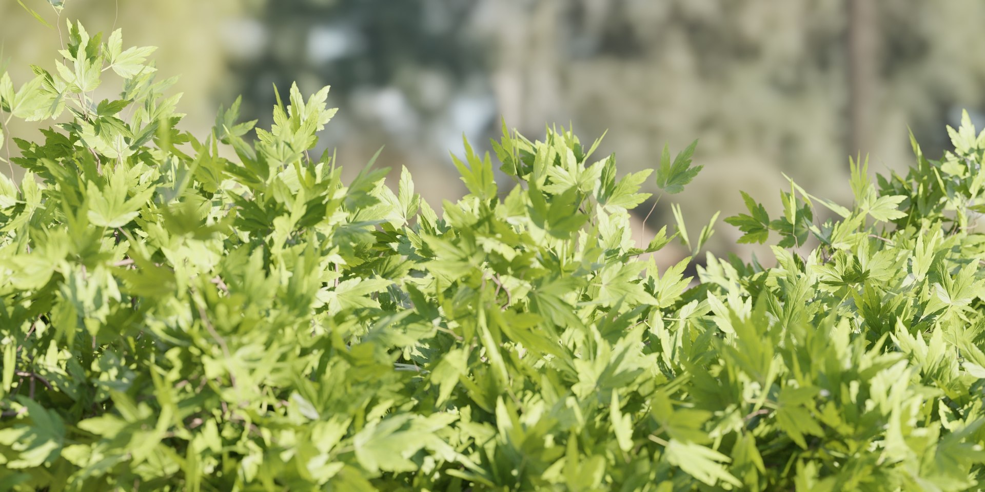 3D outdoor bushes collection vol 9-Blender https://p.turbosquid.com/ts-thumb/EG/Ojwmf3/rI/7/jpg/1694454255/1920x1080/fit_q87/56d6cda9300e7ea0e6b5f06c226feb56d7fb0f2e/7.jpg